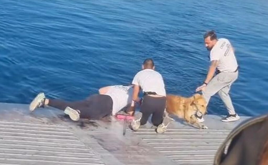 Πλήρωμα φέρι μποτ έσωσε σκύλο που έπεσε στη θάλασσα μεταξύ Σαλαμίνας και Περάματος