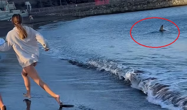 Βίντεο-σοκ: Καρχαρίας ορμά σε παραλία -Τρέχουν και ουρλιάζουν οι λουόμενοι