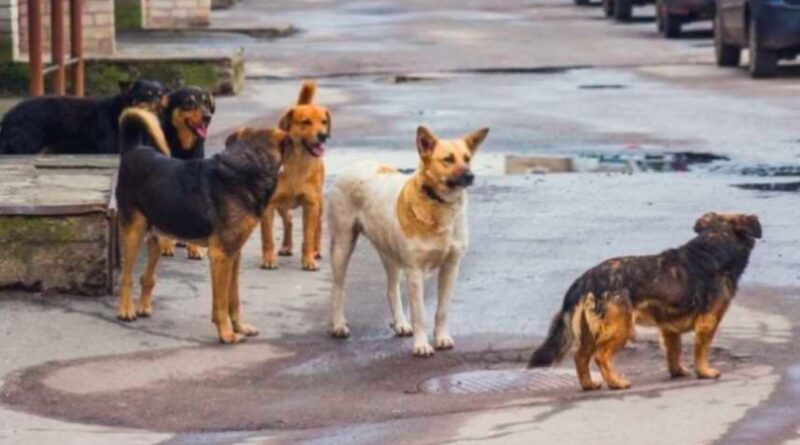 Σοκ: Αδέσποτα σκυλιά επιτέθηκαν σε μαθητές που έπαιζαν μπουγέλο