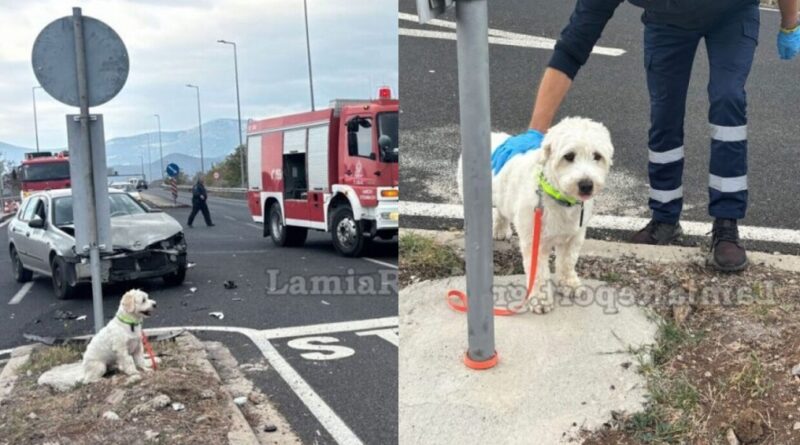 Λαμία: Νεκρός 54χρονος σε τροχαίο – Το σκυλάκι του διασώθηκε και περίμενε τον ιδιοκτήτη του δίπλα στο τρακάρισμα