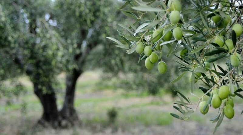 Ούτε ελιές, ούτε αμπέλια: Τα 3 άγνωστα φυτά που μεγαλώνουν… μόνα τους και θα βγάζεις 6.500 εuρώ από το σπίτι