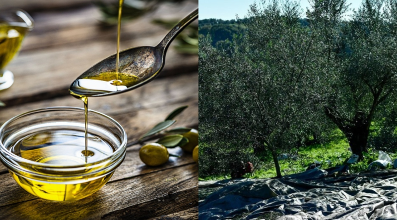 Άσχημα νέα για όλους τους Έλληνες, θα μαγειρεύουν πλέον με σπορέλαιο – Έρχεται το «τέλος» για το ελαιόλαδο